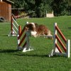 agility 2011-08